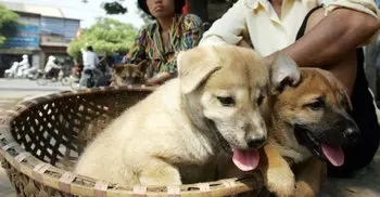 Vietnamese capital Hanoi asks people not to eat dog meat