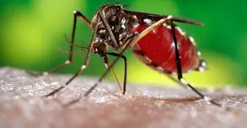 JS body for procuring quality larvicide to eradicate mosquito menace