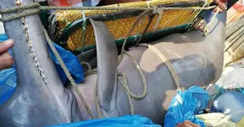জেলের জালে ধরা পড়েছে ৪ মণ ওজনের ডলফিন