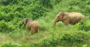 বাঁশখালীতে বন্যহাতির আক্রমণে বৃদ্ধা নিহত