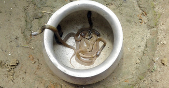 ১৩টি গোখরা সাপের বাচ্চা উদ্ধার
