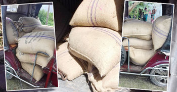 ভিজিএফের ৩০ বস্তা চালসহ ইউপি সদস্য ধরা