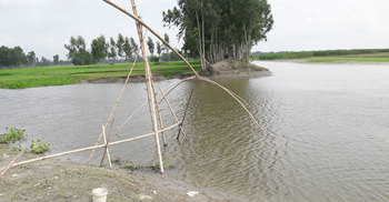 পানি বাড়লেই তলিয়ে যাবে ৫০০ একর ধানক্ষেত