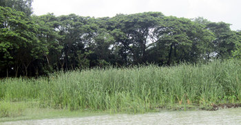 ঝালকাঠিতে কমছে হোগলার চাষ