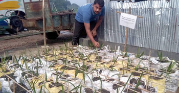 সৌদি আরবের খেজুরের চারা দিয়ে বাগান করলেন লাবলু