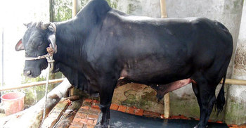 কালা পাহাড়কে কোরবানির হাটে তোলা হবে না