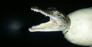 ডিমের ভেতর থেকেই কামড় দেয় হিংস্র এই প্রাণি