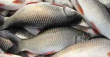 National Fisheries Week begins 22 July