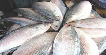 Bangladesh occupies first position in hilsha production
