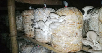 মাশরুম পল্লী নীলকান্ত