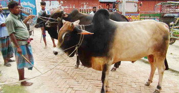 নওগাঁয় পশুর দাম কম থাকায় লোকসানের আশঙ্কা