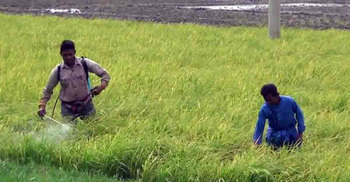 ধানের পাতা পোড়া রোগে দিশেহারা কৃষক