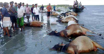 নারায়ণগঞ্জে ভেসে উঠলো ২১টি গরু