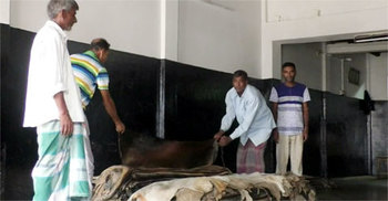 পুঁজি সঙ্কটে দুশ্চিন্তায় নাটোরের চামড়া ব্যবসায়ীরা