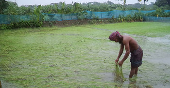 টানা বৃষ্টিতে ডুবে গেছে ধানখেত, দিশেহারা কৃষক