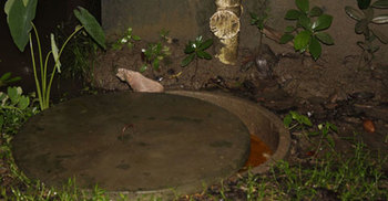 সেফটিক ট্যাংকে নারীর অর্ধগলিত মরদেহ