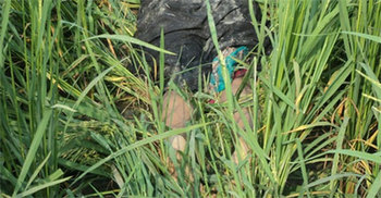 পুঠিয়ায় ধান খেতে নারীর মরদেহ