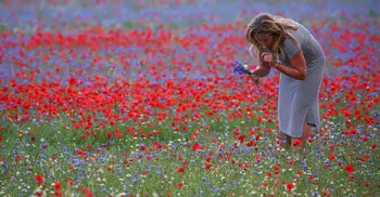 Wild flowers turn Italian plain into impressionist masterpiece