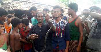 শোবার ঘরে মিলল গোখরা সাপ ও ২১টি ডিম