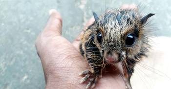 শ্রীমঙ্গলে ধরা পড়ল ‘বিচিত্ররঙা উড়ন্ত কাঠবিড়ালি’