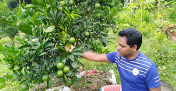 বিদেশি ফল চাষে মামা-ভাগ্নের বিপ্লব