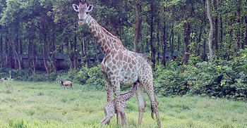 সাফারি পার্কে জিরাফ পরিবারে নতুন সদস্য