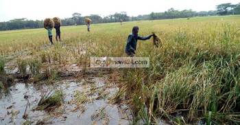পিরোজপুরে পানিতে নষ্ট হচ্ছে পাকা ধান