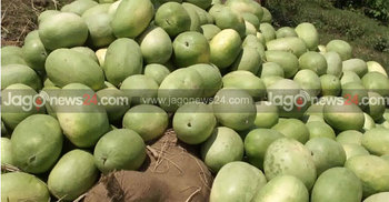 ভোলায় তরমুজের আবাদ কমেছে