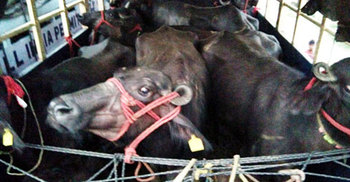 বেনাপোল বন্দরে ১০০ মহিষ আমদানি