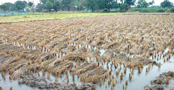 বৃষ্টিতে তলিয়ে গেছে ধানখেত, ফলন বিপর্যয়ের শঙ্কা