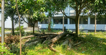 কলেজের গাছ লুটে নিলো ছাত্রলীগ