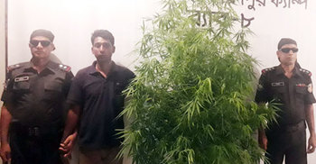 গাছসহ গাঁজা চাষি গ্রেফতার