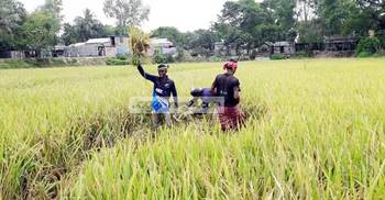 হবিগঞ্জে ধানের বাম্পার ফলন