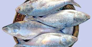 ইলিশের হালি ২৭ হাজার টাকা