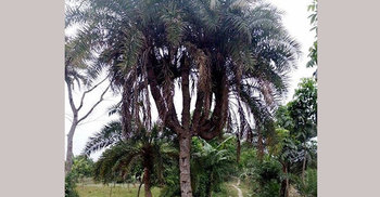 এক খেজুর গাছের ৭ মাথা