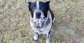 Australian dog receives police honours for keeping lost child safe