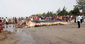 Dead whale found on Kuakata sea beach
