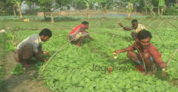 মেহেরপুরে দিন দিন তামাক চাষ বাড়ছে