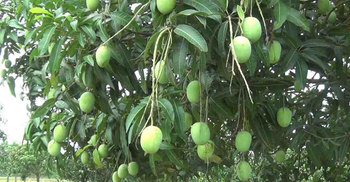 প্রচারের অভাবে পরিচিতি পাচ্ছে না নওগাঁর আম