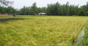 কালবৈশাখীর তাণ্ডবে নীলফামারীতে ফসলের ব্যাপক ক্ষতি