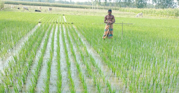 বোরো শেষে আমনের আগে আউশ চাষ