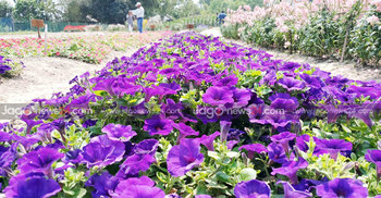 পঞ্চগড়ে বিদেশি ফুল চাষে সাফল্য