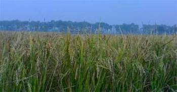 ধানখেত থেকে কৃষকের মরদেহ উদ্ধার