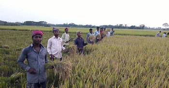 এক মণ ধানের দামেও মিলছে না একজন শ্রমিক