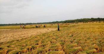 ব্লাস্টরোগের ক্ষতি পোষাবে বাজার দর