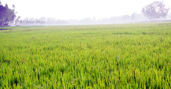 নদীতে ধান চাষ