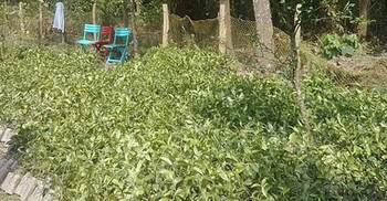 শেরপুরে বাণিজ্যিকভাবে চা চাষ শুরু