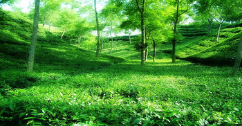 রাগীব আলীর দখলে থাকা বাগান নিয়ন্ত্রণে নিয়েছে চা বোর্ড