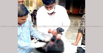 সার্জন মতিনের পরামর্শে ঘুরে দাঁড়াচ্ছেন খামারিরা