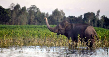 বুনো হাতির পায়ে প্রাণ গেল স্ত্রীরও